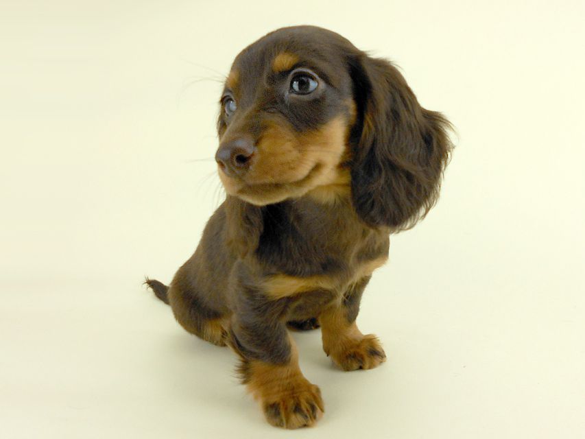 カニンヘンダックス ルース & バロンの子犬 チョコタン 女の子 お写真初登場