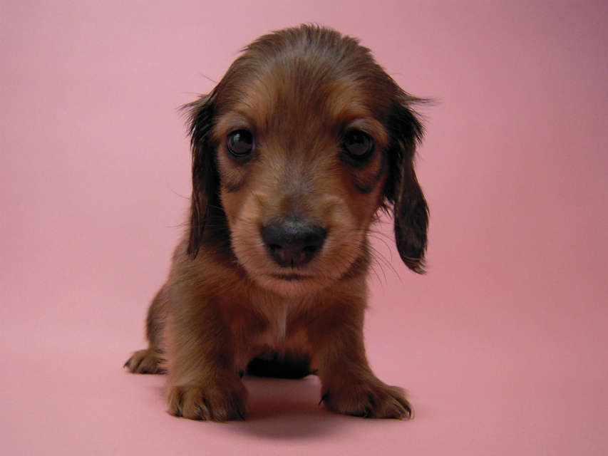 カニンヘン 子犬 シェーデットレット 男の子 ユジンの赤ちゃん 11/16生まれ カニンヘン 子犬 シェーデットレット 男の子 ユジンの赤ちゃん 11/16生まれ