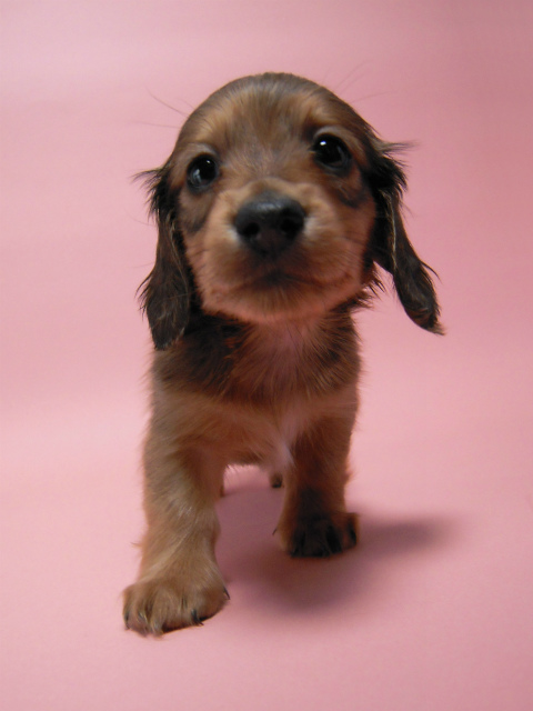 カニンヘン 子犬 シェーデットレット 男の子 ユジンの赤ちゃん 11/16生まれ カニンヘン 子犬 シェーデットレット 男の子 ユジンの赤ちゃん 11/16生まれ