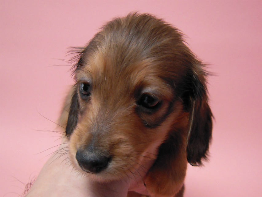 カニンヘン 子犬 シェーデットレット 男の子 ユジンの赤ちゃん 11/16生まれ カニンヘン 子犬 シェーデットレット 男の子 ユジンの赤ちゃん 11/16生まれ