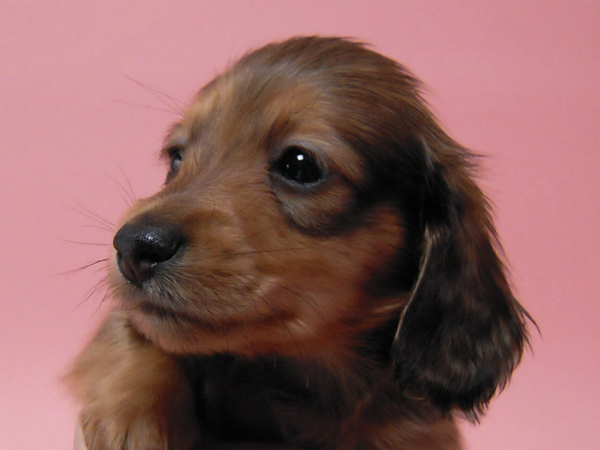 カニンヘン 子犬 シェーデットレット 男の子 ユジンの赤ちゃん 11/16生まれ カニンヘン 子犬 シェーデットレット 男の子 ユジンの赤ちゃん 11/16生まれ