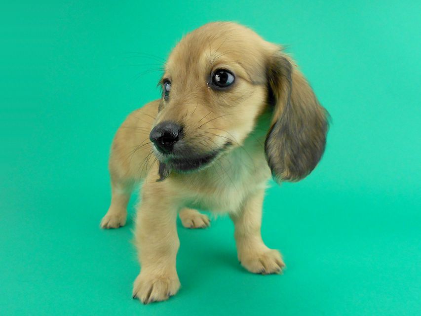 カニンヘンダックス シエラ & たけるの子犬 イエロー 男の子（2）