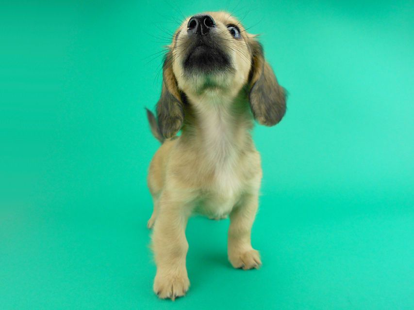 カニンヘンダックス シエラ & たけるの子犬 イエロー 男の子（2）
