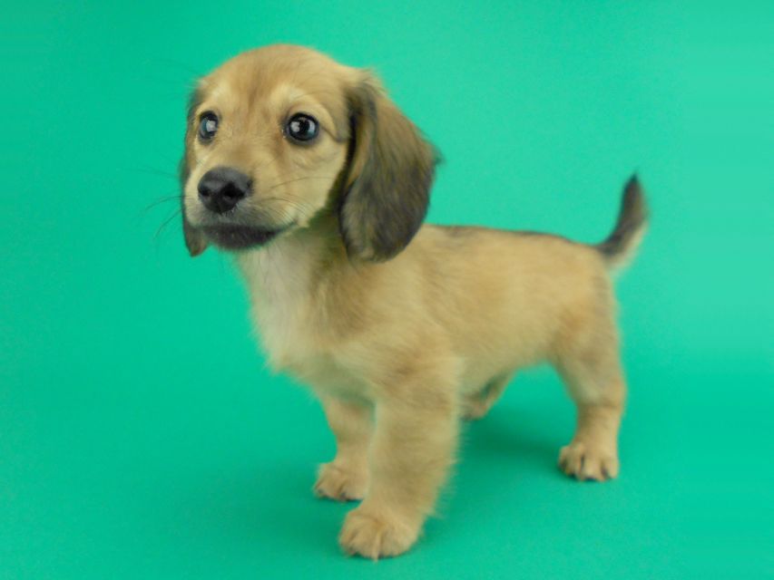 カニンヘンダックス シエラ & たけるの子犬 イエロー 男の子（2）