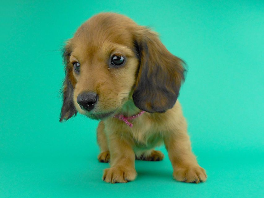 カニンヘンダックス シエラ & たけるの子犬 レッド 女の子（1）