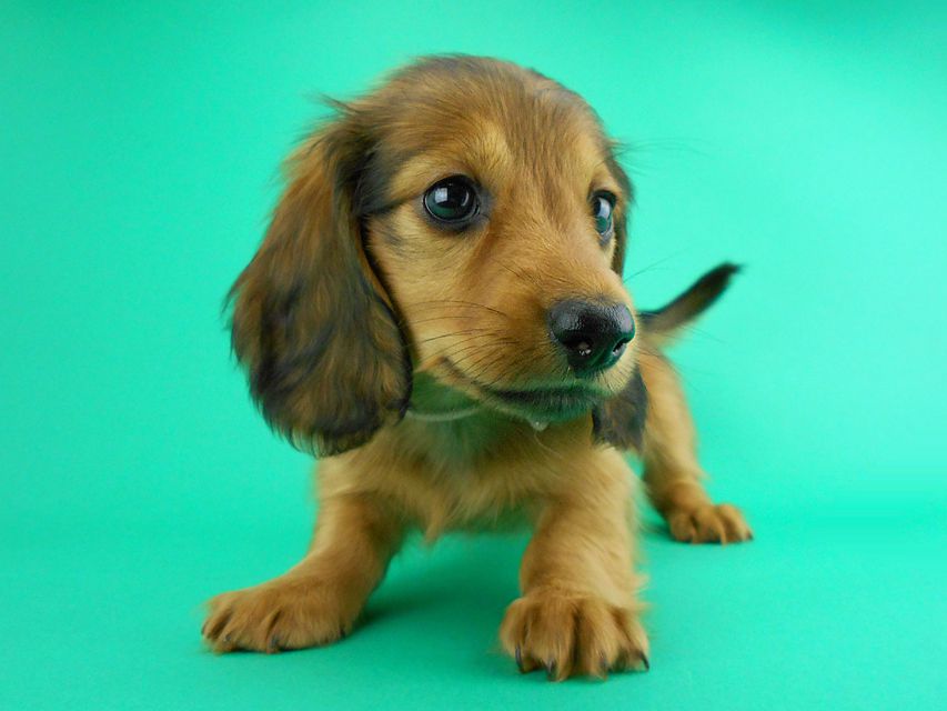 カニンヘンダックス シエラ & たけるの子犬 レッド 女の子(2)DSCN0559 カニンヘンダックス シエラ & たけるの子犬 レッド 女の子(2)