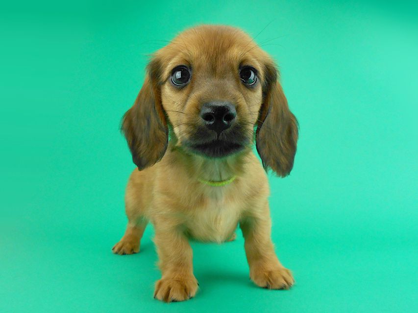 カニンヘンダックス シエラ & たけるの子犬 レッド 女の子（3）