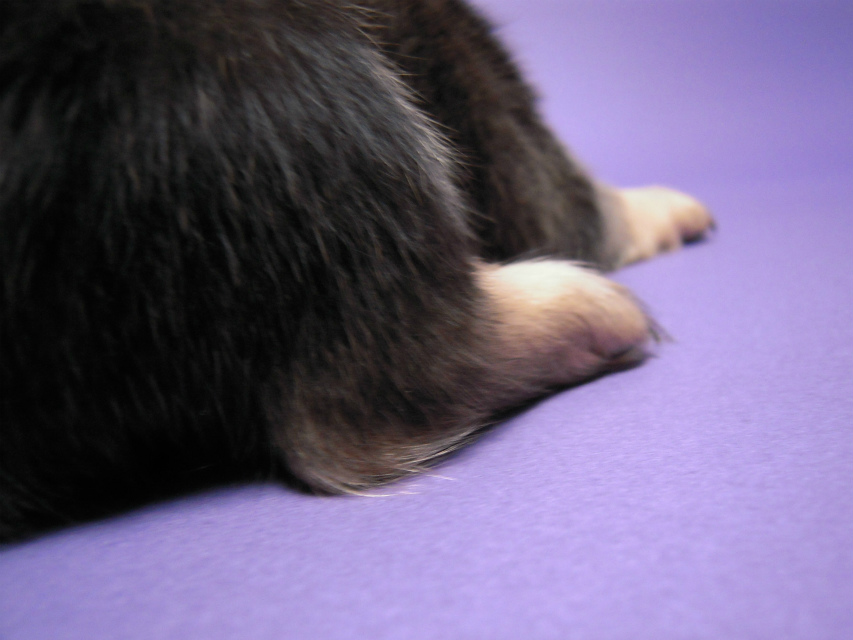 カニンヘン 子犬 シェーデットクリーム 男の子 ユジンの赤ちゃん 11/16生まれ