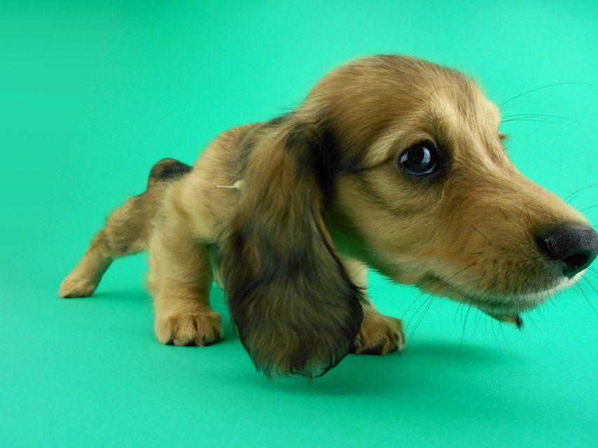 カニンヘンダックス シエラ & たけるの子犬 レディッシュイエロー 女の子