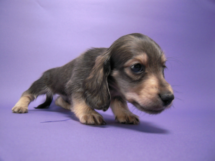 カニンヘン 子犬 シェーデットクリーム 男の子 ユジンの赤ちゃん 11/16生まれ