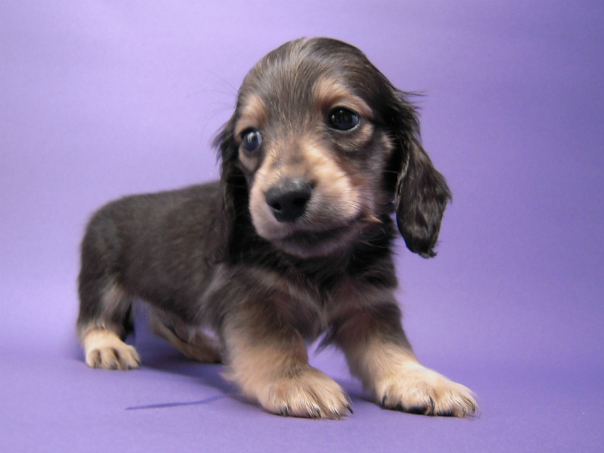 カニンヘン 子犬 シェーデットクリーム 男の子 ユジンの赤ちゃん 11/16生まれ