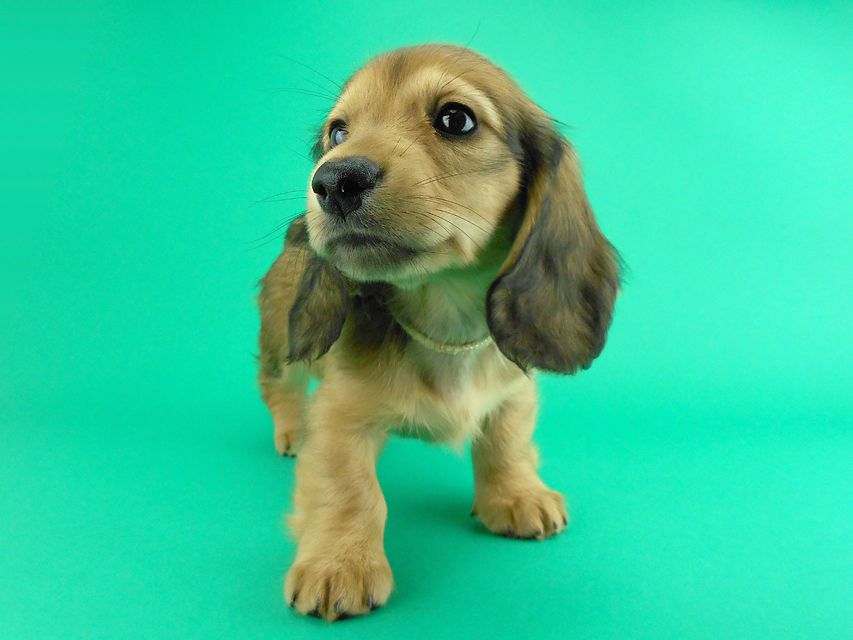 カニンヘンダックス シエラ & たけるの子犬 レディッシュイエロー 女の子