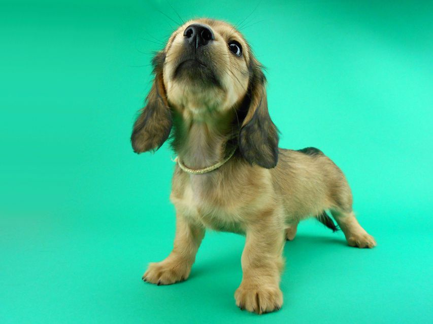 カニンヘンダックス シエラ & たけるの子犬 レディッシュイエロー 女の子