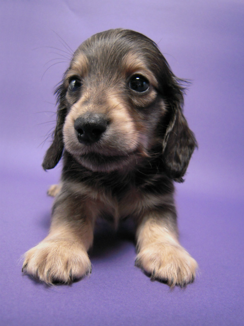 カニンヘン 子犬 シェーデットクリーム 男の子 ユジンの赤ちゃん 11/16生まれ