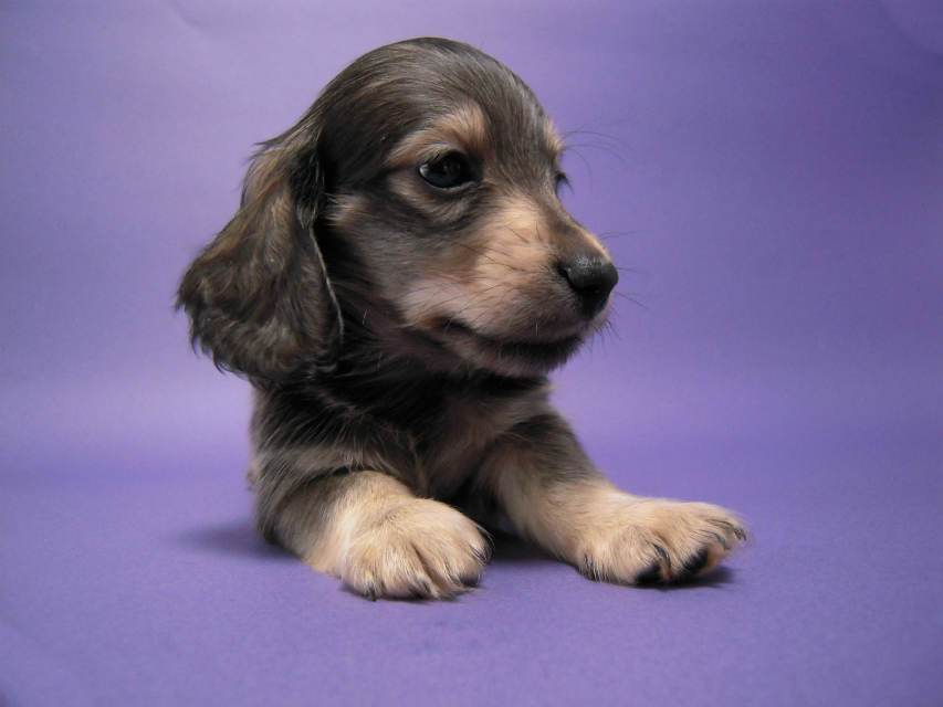 カニンヘン 子犬 シェーデットクリーム 男の子 ユジンの赤ちゃん 11/16生まれ