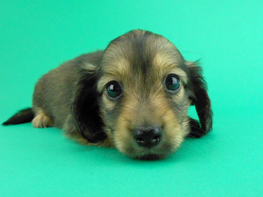 カニンヘンダックス エルサ & 竹千代の子犬 イエロー 男の子（1）