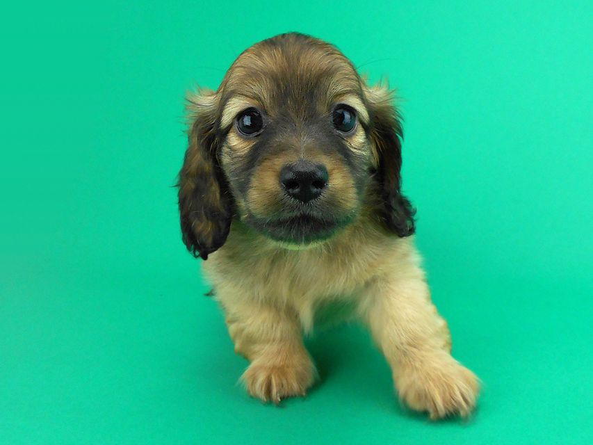 カニンヘンダックス エルサ & 竹千代の子犬 イエロー 男の子(2)DSCN0673 カニンヘンダックス エルサ & 竹千代の子犬 イエロー 男の子(2)