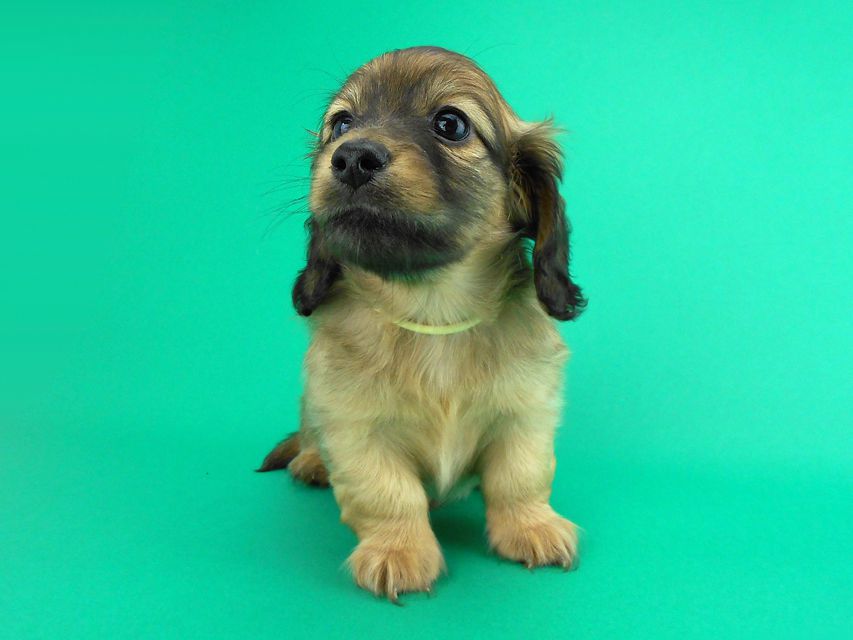 カニンヘンダックス エルサ & 竹千代の子犬 イエロー 男の子(2)DSCN0674 カニンヘンダックス エルサ & 竹千代の子犬 イエロー 男の子(2)