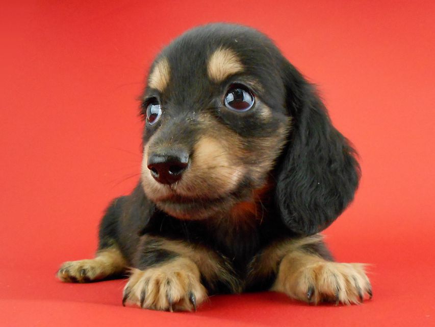 カニンヘンダックス スワン & ジムダンディの子犬 ブラックイエロー(ブラッククリーム) 男の子DSCN0786 カニンヘンダックス スワン & ジムダンディの子犬 ブラックイエロー(ブラッククリーム) 男の子
