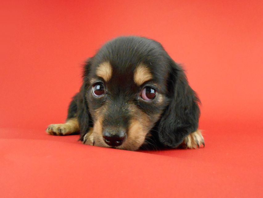 カニンヘンダックス スワン & ジムダンディの子犬 ブラックイエロー(ブラッククリーム) 男の子DSCN0789 カニンヘンダックス スワン & ジムダンディの子犬 ブラックイエロー(ブラッククリーム) 男の子