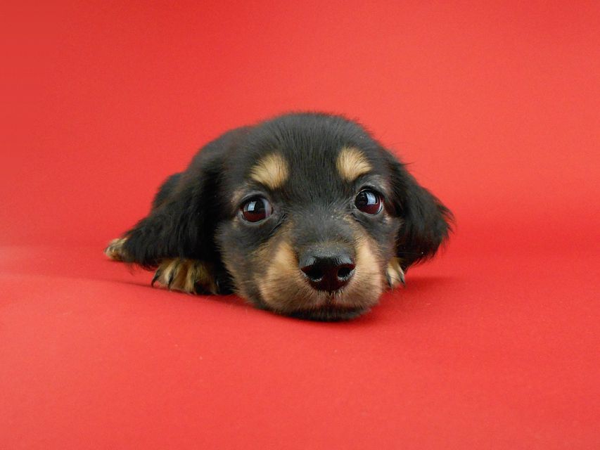 カニンヘンダックス スワン & ジムダンディの子犬 ブラックイエロー(ブラッククリーム) 男の子DSCN0790 カニンヘンダックス スワン & ジムダンディの子犬 ブラックイエロー(ブラッククリーム) 男の子