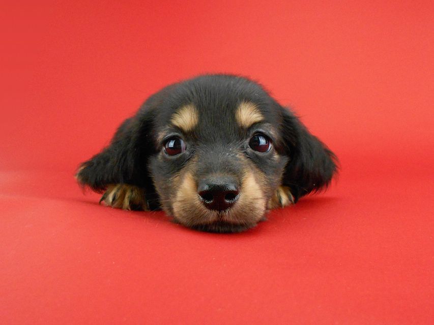 カニンヘンダックス スワン & ジムダンディの子犬 ブラックイエロー(ブラッククリーム) 男の子DSCN0791 カニンヘンダックス スワン & ジムダンディの子犬 ブラックイエロー(ブラッククリーム) 男の子