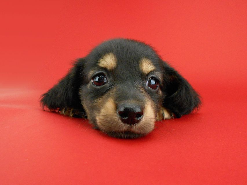 カニンヘンダックス スワン & ジムダンディの子犬 ブラックイエロー(ブラッククリーム) 男の子DSCN0793 カニンヘンダックス スワン & ジムダンディの子犬 ブラックイエロー(ブラッククリーム) 男の子