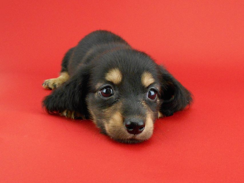 カニンヘンダックス スワン & ジムダンディの子犬 ブラックイエロー(ブラッククリーム) 男の子DSCN0795 カニンヘンダックス スワン & ジムダンディの子犬 ブラックイエロー(ブラッククリーム) 男の子