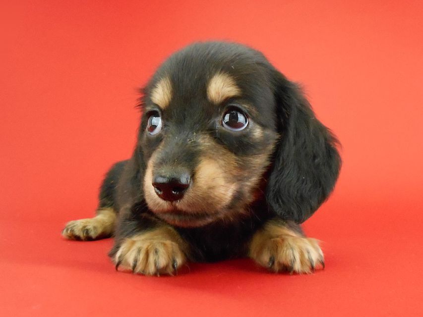 カニンヘンダックス スワン & ジムダンディの子犬 ブラックイエロー(ブラッククリーム) 男の子DSCN0797 カニンヘンダックス スワン & ジムダンディの子犬 ブラックイエロー(ブラッククリーム) 男の子