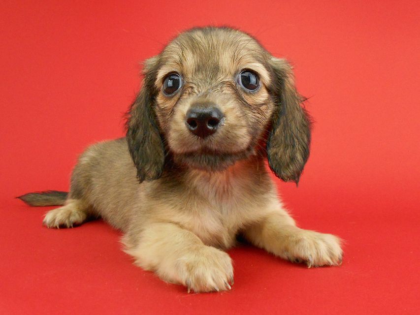 カニンヘンダックス スワン & ジムダンディの子犬 イエロー（クリーム） 女の子