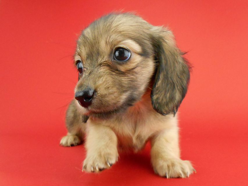 カニンヘンダックス スワン & ジムダンディの子犬 イエロー（クリーム） 女の子