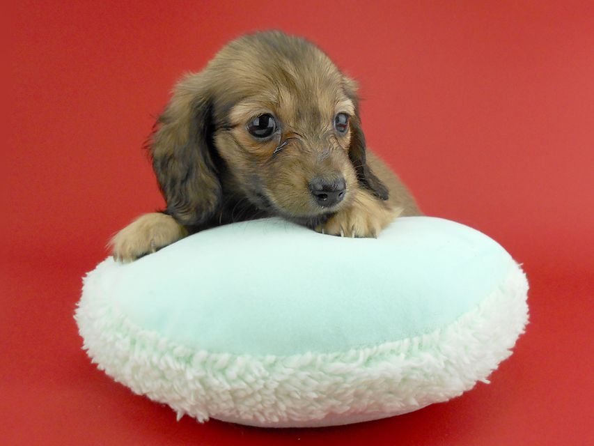 カニンヘンダックス スワン & ジムダンディの子犬 イエロー（クリーム） 女の子