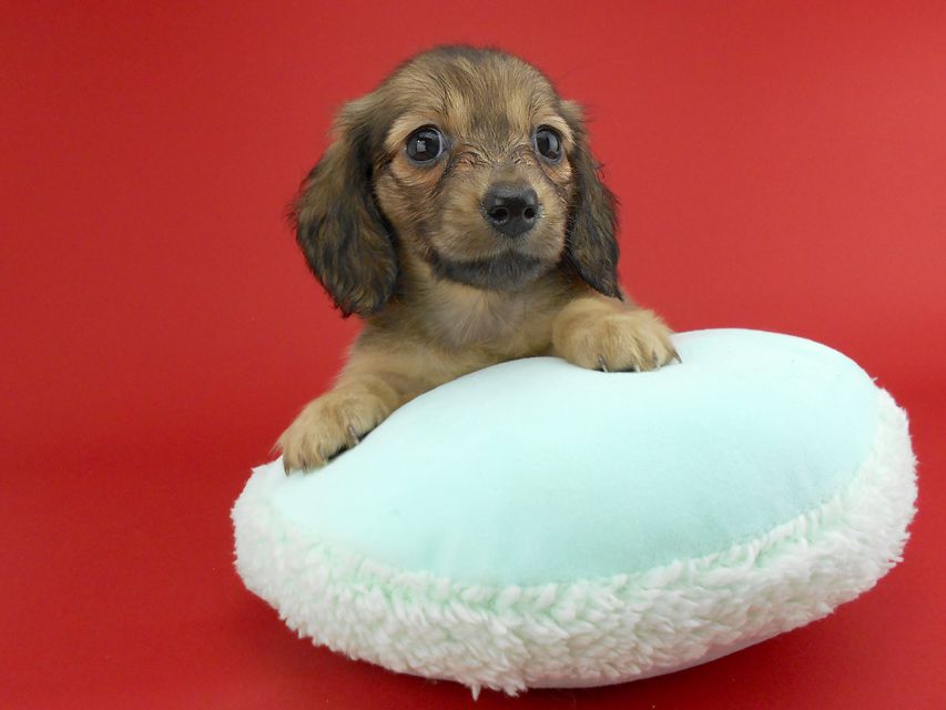 カニンヘンダックス スワン & ジムダンディの子犬 イエロー（クリーム） 女の子