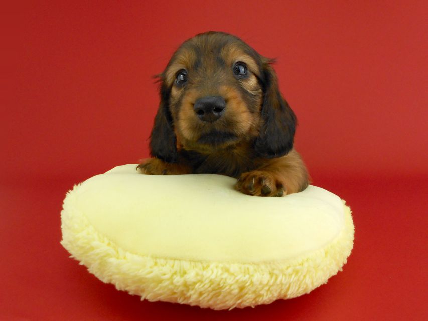 カニンヘンダックス オーロラ & たけるの子犬 レッド 男の子（1）