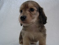 茨城県 H様 チビタ君