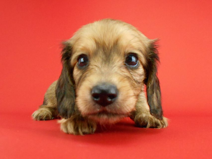 カニンヘンダックス オーロラ & たけるの子犬 イエロー（クリーム） 女の子