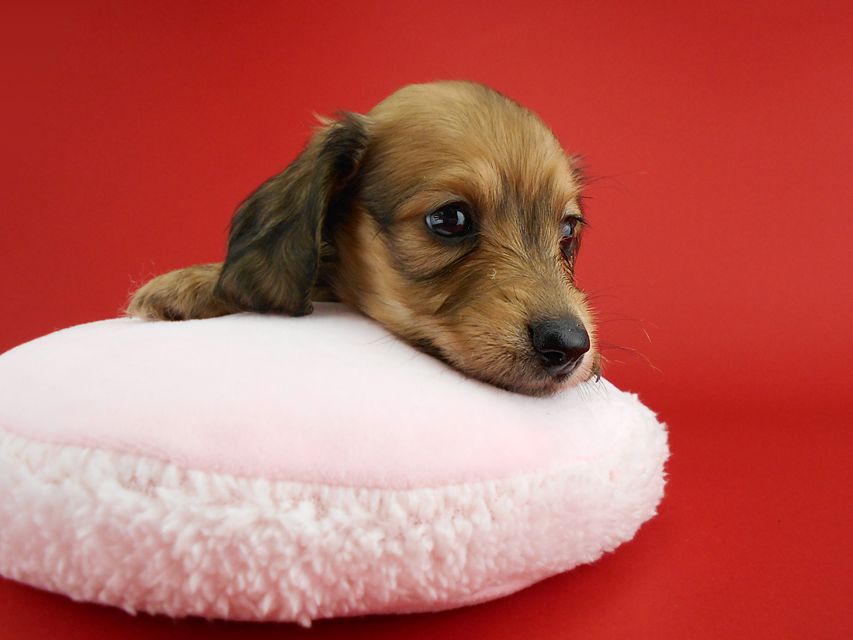 カニンヘンダックス オーロラ & たけるの子犬 イエロー（クリーム） 女の子