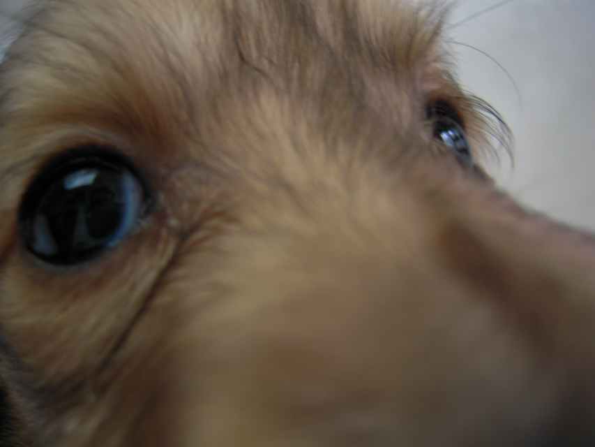 カニンヘン 子犬 シェーデットクリーム 男の子 アンジュの赤ちゃん 11/２５生まれ