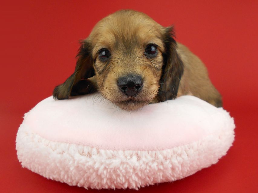 カニンヘンダックス オーロラ & たけるの子犬 イエロー（クリーム） 女の子