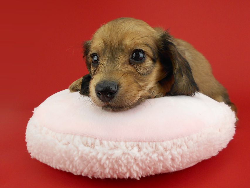 カニンヘンダックス オーロラ & たけるの子犬 イエロー（クリーム） 女の子