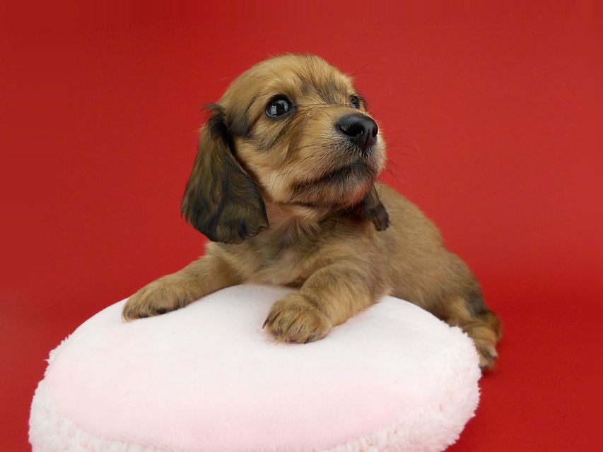 カニンヘンダックス オーロラ & たけるの子犬 イエロー（クリーム） 女の子