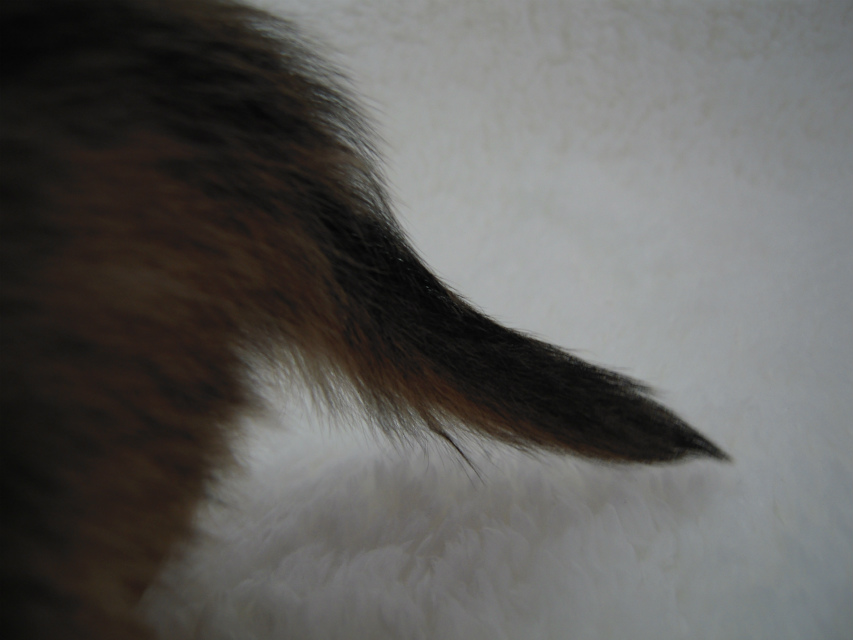 カニンヘン 子犬 シェーデットクリーム 男の子 アンジュの赤ちゃん 11/２５生まれ