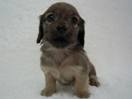 石川県 Ｎ様 くるみちゃん