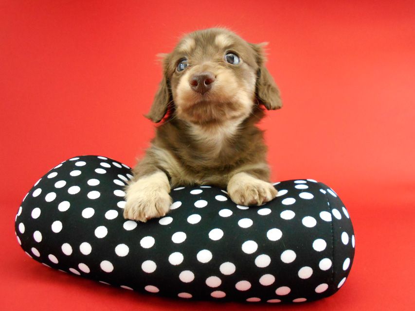 カニンヘンダックス アンhb & オセロ君の子犬 チョコイエロー（チョコクリーム） 女の子