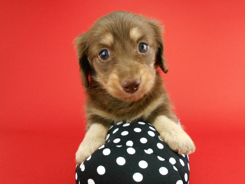 カニンヘンダックス アンhb & オセロ君の子犬 チョコイエロー（チョコクリーム） 女の子