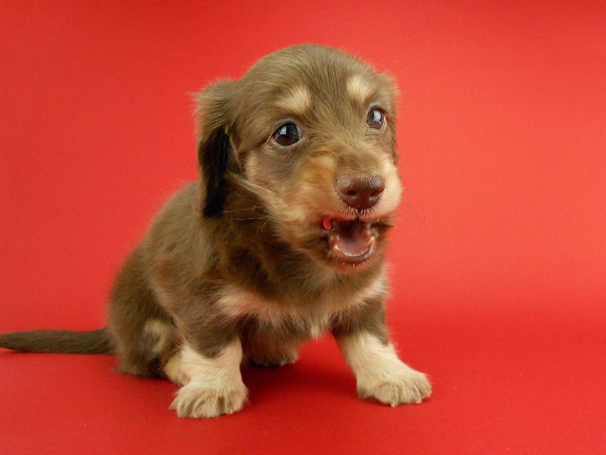 カニンヘンダックス アンhb & オセロ君の子犬 チョコイエロー（チョコクリーム） 女の子
