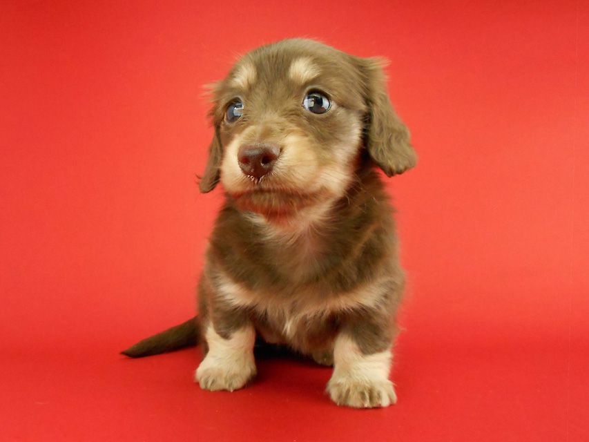 カニンヘンダックス アンhb & オセロ君の子犬 チョコイエロー（チョコクリーム） 女の子