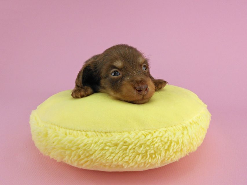 カニンヘンダックス パセリ & ナイトの子犬 チョコイエロー（チョコクリーム） 男の子 お写真初登場