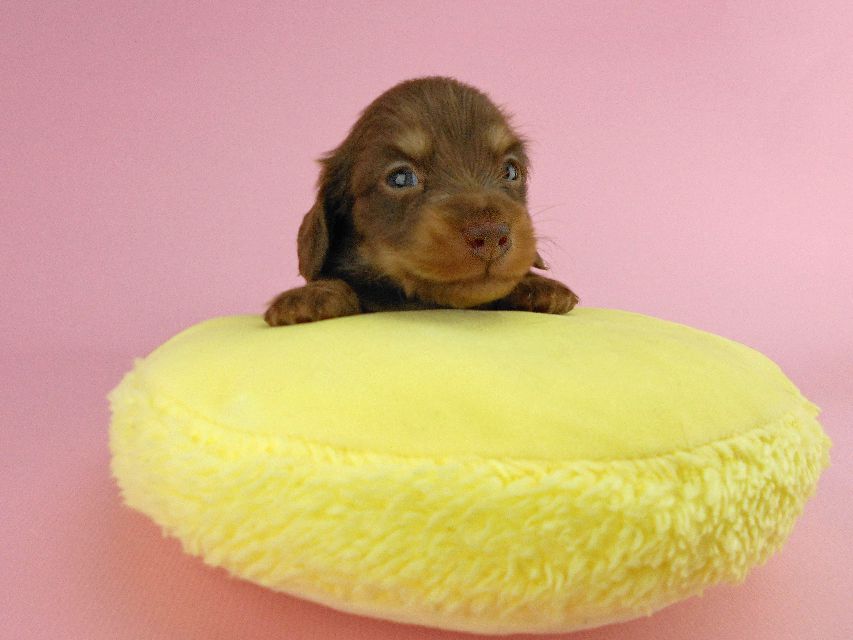 カニンヘンダックス パセリ & ナイトの子犬 チョコイエロー（チョコクリーム） 男の子 お写真初登場