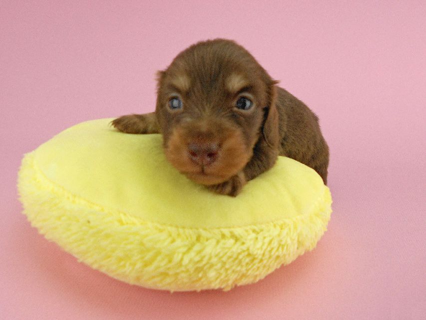 カニンヘンダックス パセリ & ナイトの子犬 チョコイエロー（チョコクリーム） 男の子 お写真初登場